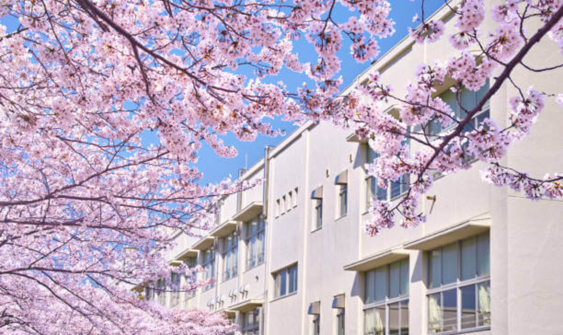 「出会ってくれてありがとう」桜芽吹く春の日、永遠の23歳になった君へ伝えたい【鹿児島市A型事業所】