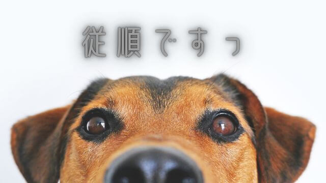 犬