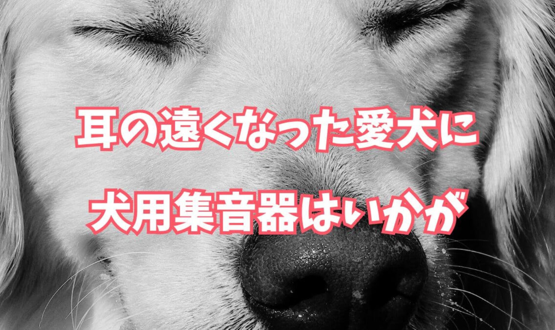 犬用の骨伝導集音器で、耳の遠くなった愛犬ともっと心を通わせる【鹿児島市A型事業所】