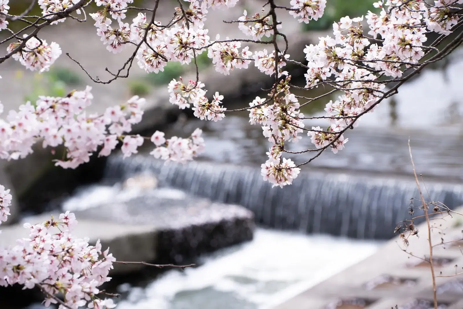 川の桜